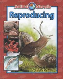 Reproducing (Animal Marvels)