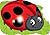Ladybug