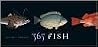 365 Fish 365 Fish