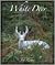 White Deer: Ghosts of the Forest