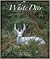 WHITE DEER GHOSTS OF THE FOREST by John   Bates