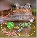 Tadpole to Frog