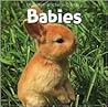 Snapshot Picture Library: Babies Board Book