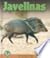 Javelinas (Early Bird Natur...