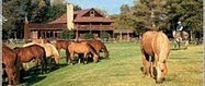Falls Chance Ranch (Falls Chance Ranch, #1)