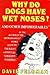 Why Do Dogs Have Wet Noses?