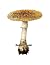 Amanita Muscaria, Herb of I...