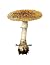 Amanita Muscaria, Herb of Immortality by Donald E. Teeter