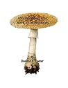 Amanita Muscaria,...