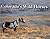 Colorado's Wild Horses