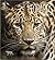 Leopards (Living Wild)