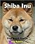 Shiba Inu Dog Breed Profile
