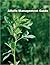 Alfalfa Management Guide