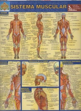 Sistema muscular (Laminated)