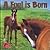 A Foal is Born