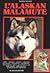 L' alaskan malamute