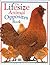 The Lifesize Animal Opposites Book by Lee Davis