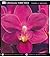 Ultimate Orchid