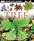 Tree (DK Eyewitness Books)