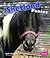 Shetland Ponies (Pebble Books, Horses)