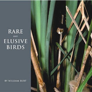 Rare and Elusive Birds of North America