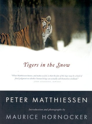 Tigers in the Snow (Paperback)