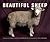 Beautiful Sheep: Portraits of Champion Breeds