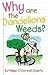 Why Are the Dandelions Weeds