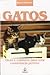 Gatos: Dicas e cuidados para uma convivência perfeita