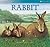 The Rabbit