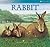 The Rabbit by Sally Tagholm