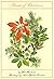 Plants of Christmas by Hal Borland