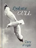 Look at a Gull