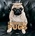 Living with Pugs