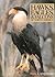 Hawks, Eagles, and Falcons of North America: Biology and Natural History