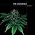 The Cannabible by Jason King The Cannabible by Jason King