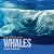 Face to Face with Whales (Face to Face with Animals)
