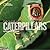 Face to Face with Caterpillars (Face to Face with Animals)