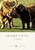 British Cattle
