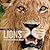 Face to Face with Lions