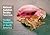 National Audubon Society Pocket Guide to Familiar Seashells