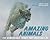 Amazing Animals: The Remarkable Things That Creatures Do
