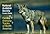 National Audubon Society Pocket Guide: Familiar Animal Tracks of North America