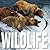 Wild Life (Cube Books)