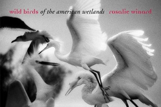 Wild Birds of the American Wetlands (Hardcover)