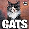 Cats by Caterina Gromis di Trana