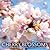 Cherry Blossoms: The Official Book of the National Cherry Blossom Festival