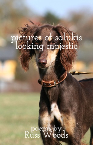 Pictures of Salukis Looking Majestic (ebook)
