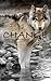 Change (Kitsune #1)