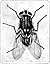 The House Fly and How to Suppress It